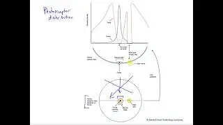 Photoreceptor distribution