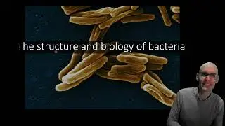 An introduction into bacterial anatomy