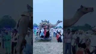 camel dance cartoon #cameldancecartoon