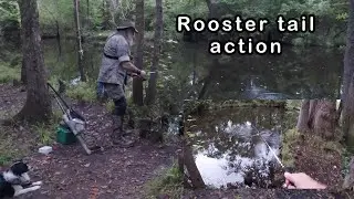 I went Rooster tailing the other day part I #croatannationalforest #ultralightfishing #roostertail