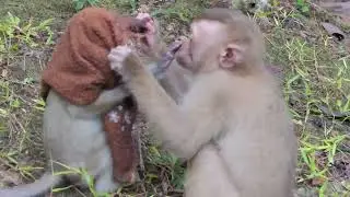 In this video we wants take towel a way and want baby hug Liza or Savana baby monkey
