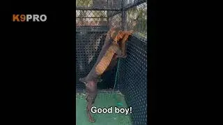 Nose Work Check Bear the Dobe out!