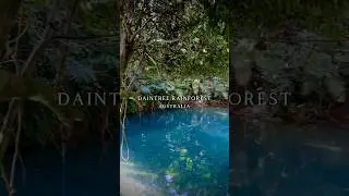 Daintree Rainforest #viajar #australia #rainforest #wildlife #travel #nature #travellers