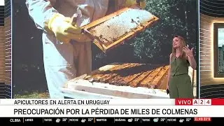 🐝 📢 APICULTORES EN ALERTA EN URUGUAY: MUERTE DE ABEJAS POR LOS AGROTÓXICOS