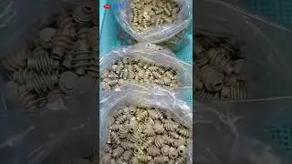 Making top quality small plastic PEEK worm gear
