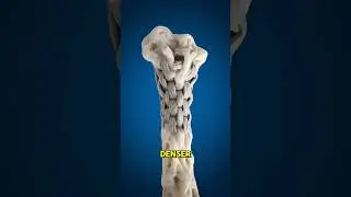 How Bones Repair Themselves! 🦴🛠️