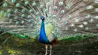 Peacock Dance Display - Amazing White Peacock's Opening Complete Features HD & Bird sound