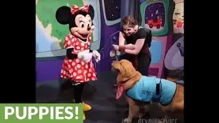 Service dog thrilled to meet Minnie Mouse