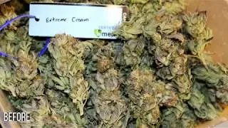 Cannabis dry trimmer - Chronic Therapy - Triminator Dry - Wheat Ridge, CO