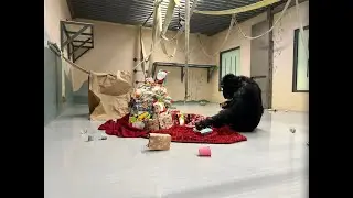 CSNW Christmas 2025 (Honey B's Edition)