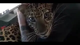 A Unique Bond: Mario Kleff and His Leopard Pet | Compassion and Trust Transcending Species