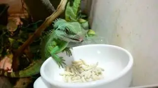 feeding physignathus cocincinus