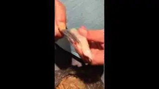 How to shell /peel a prawn / shrimp fast with a fork