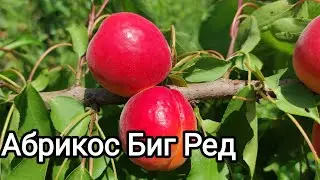 Абрикос Биг Ред/Big Red