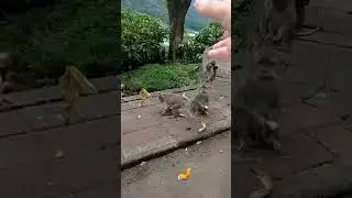 Кормлю обезьяну, обезьяну, как банан. Ты любишь банан?? 😂