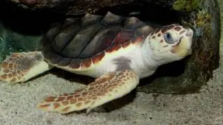 Tortuga Caguama / Caretta caretta
