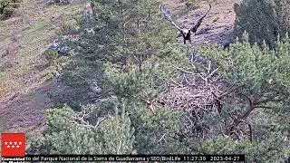 ¡DOS ÁGUILAS IMPERIALES VISITAN EL NIDO!  - Buitre negro -  P.N. Sierra de Guadarrama