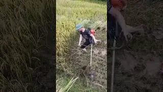 Smart farmer harvest rice using small grass cutting tool