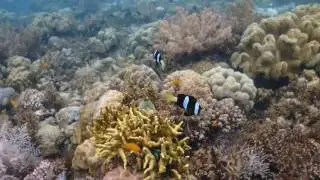 Cabilao diving 3