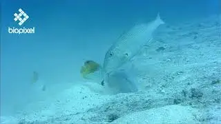 Oceanpedia   Critter finder   Fish   Goatfish