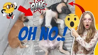 Cute~puppies~sleeping~on~the~street🐶 #funny animals #dogs viral videos,cute and funny animal.