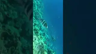 #rotesmeer 🌊 #holidayvibes ⛱️☀️ #amazingfish 🐠 #h2ojustaddwater 🧜&zwj;♀️