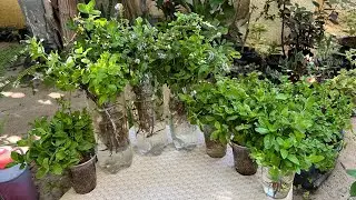 ازرع النعناع بالمنزل بهذه الطريقة🌿كميات مهولة بمنتهى السهولة ونعناع أخضر ومزدهر طول السنة وبالمجان