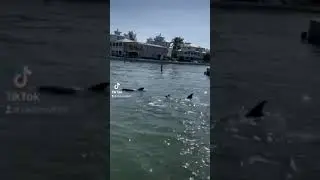 Dolphins in John's Pass