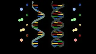 Функции S-CDK и M-CDK; S- и G2-фазы (Клеточный цикл, часть 7)