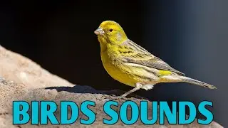 Animal Sound For Children ( 20 Amazing Animals) BIRDS SOUNDS For Children 