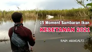 15 Moment Sambaran Ikan Toman Tergila 2021 || Casting Ikan Toman | Keganasan Ikan | Raja Nguncal93