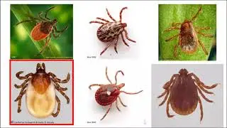Ticks of Pennsylvania