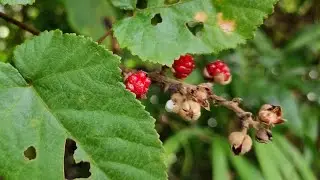 Rubus moluccanus, only common bramble in Borneo
