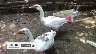 Duck long neck (Hans) view& sound #10millionview #highlights #foryourpage #hans #ducks#animals#pets 