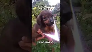 Highly recommend dachshund long coat male puppy 🥰❤️ #kandy #doglover #trending #viralvideo