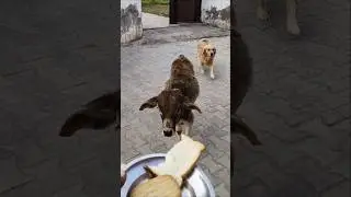 Choti Choti Gaiya: A Sweet Moment with Friends 🥛🐄 #shorts #animalfriendship #goldenretriever