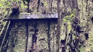 Boy Scout Tree Trail to Fern Falls