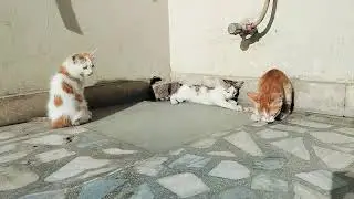 Sun 🌞 Bath 