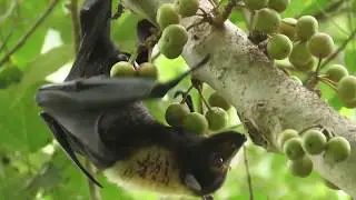 Spectacled flying fox eating a rainforest fig