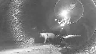 Outtake #5 Abandoned Tunnels at PA Turnpike WereWOOFS Paranormal Investigation with Sled Dogs