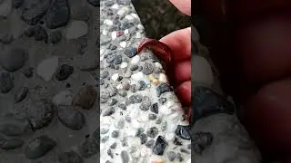 Walking Millipede；Catching Millipedes；Cute... 😁