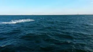 Whale show Fire Island Inlet Captain Gillen