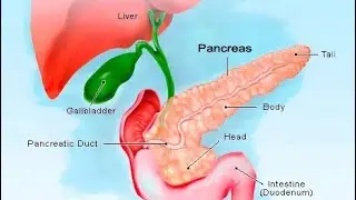 Biology-Insulin Hormones of Pancreas for IX,X,XII,NEET,KVPY,NEST &Other competitive Examinations.