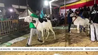 FOIRE CEB PASSAGE DES MALES ADULTES