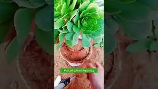 Plants Hacks: Mastering Plant Repotting Like a Pro! #plants #hacks #repotting #shorts #viral #short