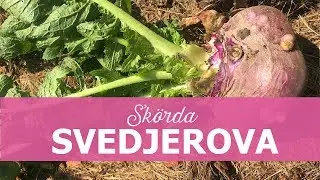 Sk&ouml;rdar svedjerova i min tr&auml;dg&aring;rd