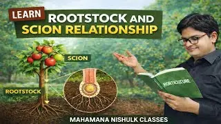 Stionic effect || Rootstock and Scion relationship || मूलवृन्त और सांकुर प्रभाव