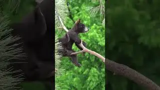 #shorts #red panda and cute bear  video#Pls Like My Video And Subscribed My Channel ..
