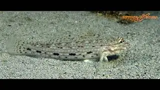 Decorated Goby (Istigobius decoratus)