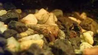 Melanoides tuberculatus